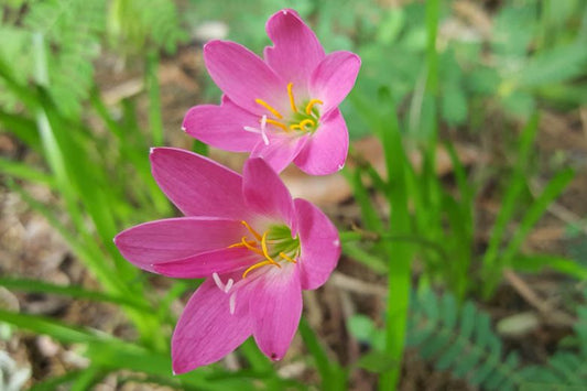 Zephyranthes rosea (Pink Rain Lily)