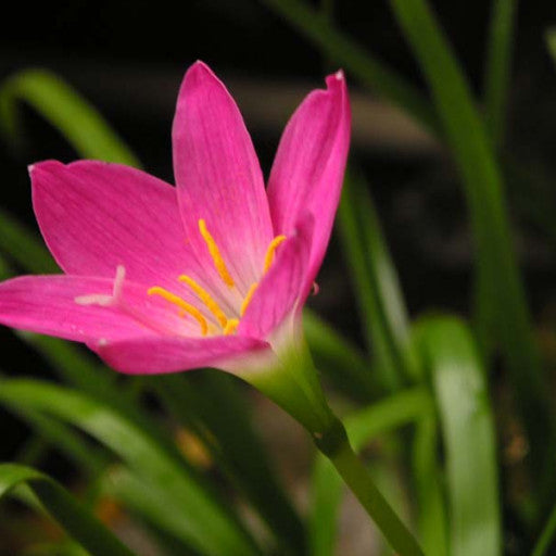 Zephyranthes rosea (Pink Rain Lily)