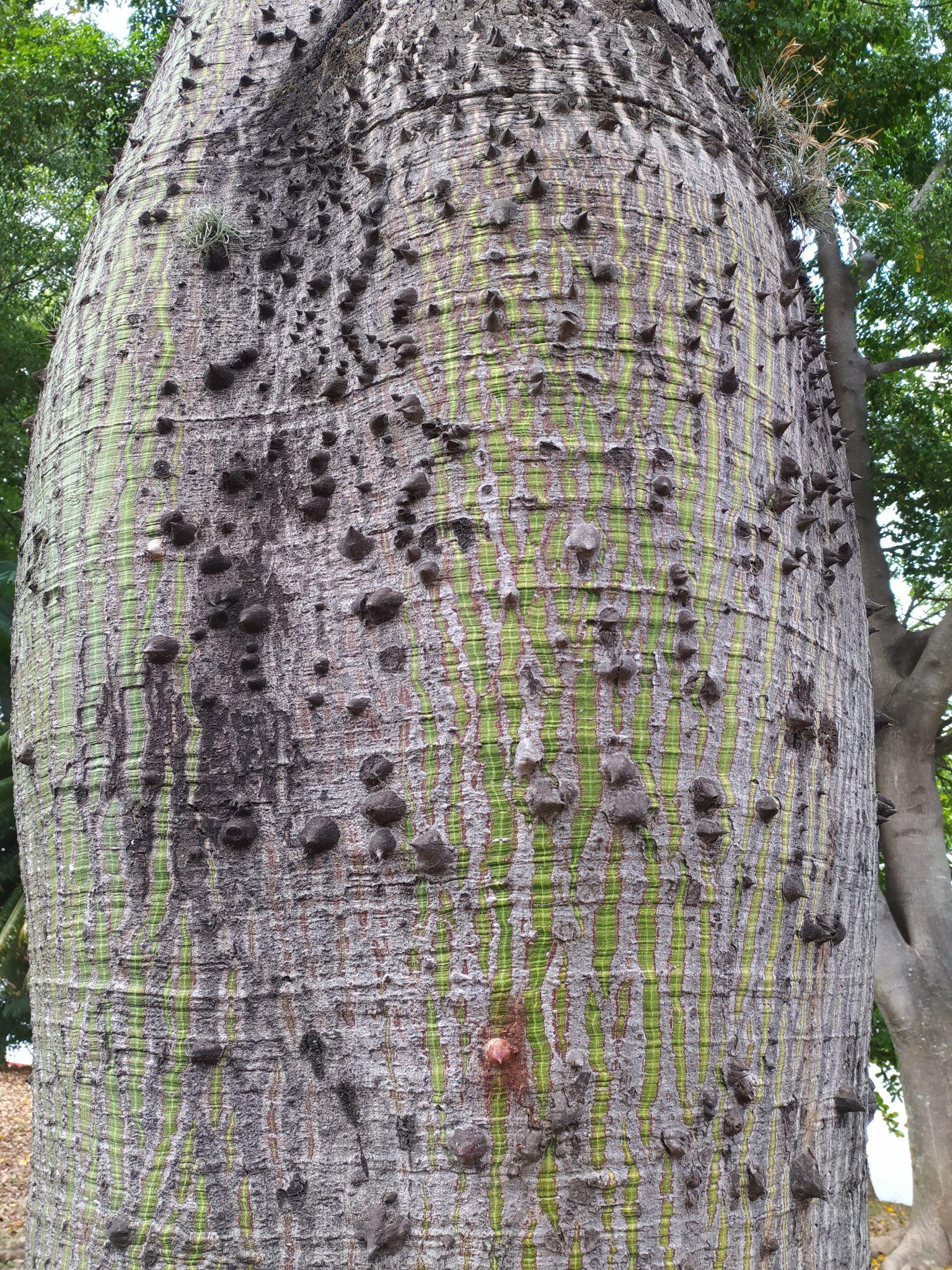 Ceiba Speciosa (Silk Floss Tree)