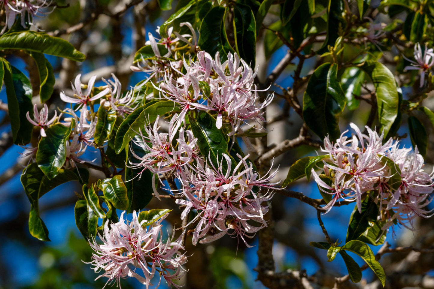 Calodendrum Capense (Cape Chestnut)