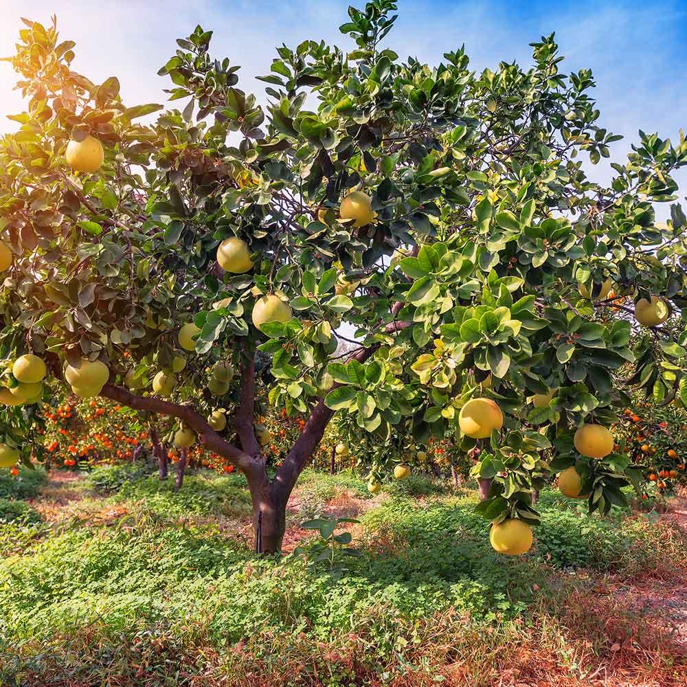 Citrus Maxima (Pummelo) Grafted