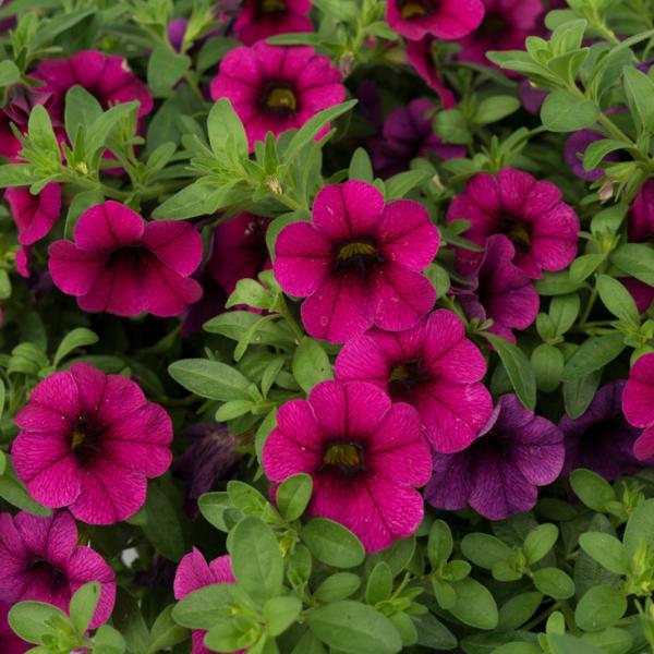 Calibrachoa ‘Aloha Kona Neon’ (Aloha Kona Neon Million Bells)