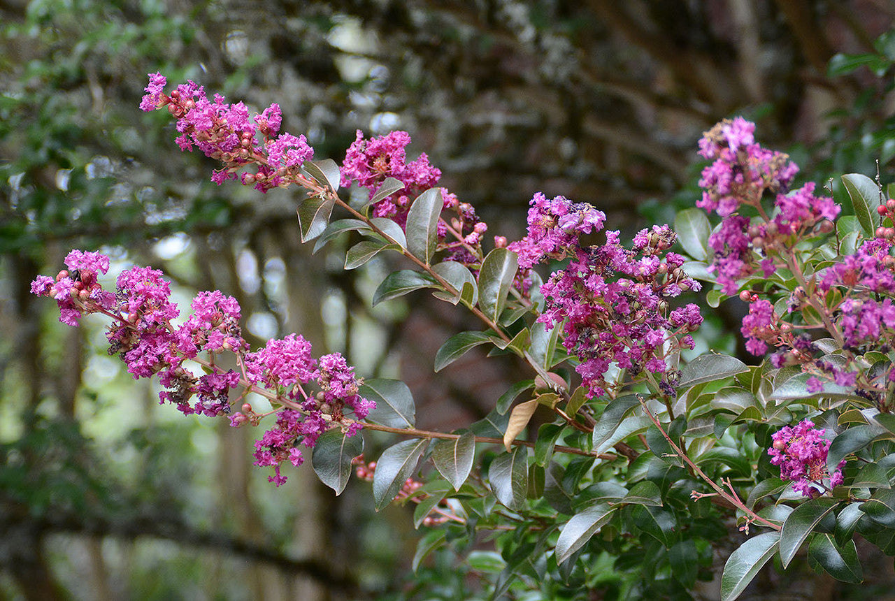 Lagerstroemia 'Zuni' (Zuni Crepe Myrtle)