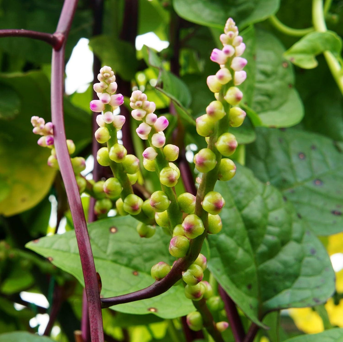Basella Rubra (Spinach Climbing Red)