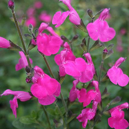 Salvia microphylla 'Pink Blush' (Pink Blush Sage)